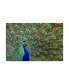 Фото #1 товара Galloimages Online 'Peacock Proud' Canvas Art - 47" x 30"
