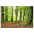 Vliestapete Mighty Beech Trees