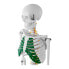 Фото #5 товара Model anatomiczny szkieletu człowieka 85 cm