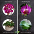Фото #15 товара Искусственные цветы IBBE DESIGN фиолетовая орхидея 42 см