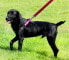 Фото #4 товара Шлейка для собак Dingo Fred Energy, размер 60, ширина 1.6 см, Розовая (94613)