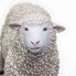 Фото #6 товара Фигурка Safari Ltd Овца SAFARI LTD Sheep Figure Wild Safari (Дикая Сафари) (Дети > Игрушки и игры > Игровые наборы и фигурки > Фигурки)