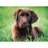 Фото #1 товара Пазл собака-шоколадка Клементони 500 деталей