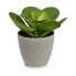 Фото #2 товара Декоративное растение 18 x 18,5 x 18 cm Серый Зеленый Пластик (6 штук)