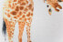 Фото #3 товара Leinwand Giraffen-Druck