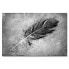 Фото #1 товара Leinwandbild Beautiful Feather