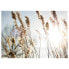 Фото #1 товара Leinwandbild Natur Pampas Grass