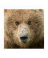 Фото #1 товара PH Burchett Bear Life I Canvas Art - 19.5" x 26"