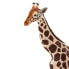 Фото #6 товара Фигурка Safari Ltd Giraffe Figure Wild Safari (Дикая Сафари)