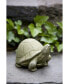 Фото #3 товара Статуэтка садовая для черепахи Campania International "Box Turtle"