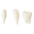 Фото #7 товара Model anatomiczny ludzkiej czaszki w skali 1:1 + Zęby 3 szt.