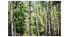 Фото #1 товара Bild gemalt Sanfter Gruß durch den Wald