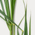 Фото #6 товара Dr. Hauschka Bergamotte Lemongrass