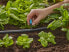 Фото #4 товара Gardena 13306-20 - Spray nozzle - Drip irrigation system - Plastic - Black - Green - 1 pc(s)