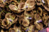 Фото #3 товара Искусственные цветы MICA Decorations Орхидея ложная