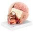 Фото #2 товара Model anatomiczny 3D głowy i mózgu człowieka skala 1:1