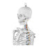 Фото #5 товара Model anatomiczny szkieletu człowieka 176 cm + Plakat anatomiczny