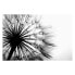 Фото #1 товара Bild Big Dandelion