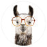 Hippes Lama mit Brille IV