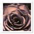 Фото #3 товара Wandbild Rose Rosa Blumen Pflanzen