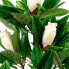 Фото #5 товара Kunstpflanze Magnolia