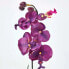 Фото #7 товара Künstliche Orchideen im 2er-Set 40 cm