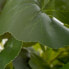 Фото #5 товара Декоративное растение Цемент PEVA Листья 11,5 x 11,5 x 39 cm