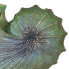 Фото #4 товара Декоративная фигура Коричневый Зеленый Раковина 30 x 12 x 30 cm
