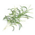 Véritable 3760262510552 - Edible plant - Rosemary - Refill - Fast grower (3-5 weeks) - 1 month(s) - 4 - 6 month(s)