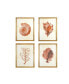 Wood Framed Wall Art with Red Shells and Coral, Set of 4
