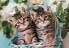 Фото #1 товара Clementoni CLE puzzle 60 SuperKolor Lovely KittyTwins 26599