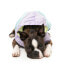 Фото #4 товара FUZZYARD Ormond Dog Raincover