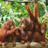 Фото #4 товара COLORBABY Child Orangutanes 1.000 Toys Pieces Puzzle