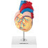Фото #4 товара Модель для изучения анатомии сердца Physa Human Heart 3D