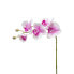 Фото #1 товара Orchidee Phalaenopsis Forever