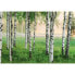 Фото #1 товара Fototapete Nordic Forest