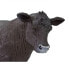 Фото #3 товара SAFARI LTD Angus Cow Figure