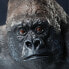 Фото #3 товара SAFARI LTD Silverback Gorilla Figure