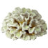 ფოტო #2 პროდუქტის FERPLAST Coral 19.5x19.5x8.5 cm Aquarium Decoration