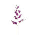 Фото #1 товара Orchidee Oncidium