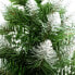 Christbaum Diamantkiefer mit Naturstamm