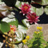Фото #4 товара Ящик для цветов FIAP Planter pond basket 2654