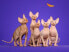 Фото #4 товара сухой корм для кошек Royal Canin, для взрослых сфинксов