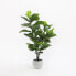 Фото #9 товара Kunstpflanze Ficus Lyrata