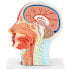 Фото #5 товара Модель анатомическая Physa головы и шеи человека 3D масштаб 1:1