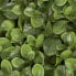Фото #4 товара Pflanzenwand Jade-Leaf