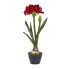 Фото #1 товара Amaryllis im Topf