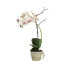 Фото #1 товара Orchidee im Topf Sina