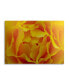 Фото #1 товара Kurt Shaffer Hypnotic Yellow Rose By Kurt Shaffer Floating Brushed Aluminum Art - 22" x 25"