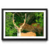 Gerahmtes Bild Watching Deer